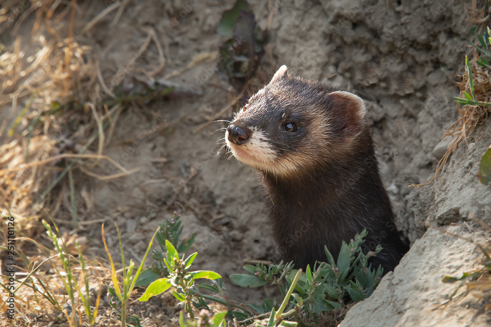 Aufkleber A close up of the head of a polecat as it emerges from it burrow in the bank