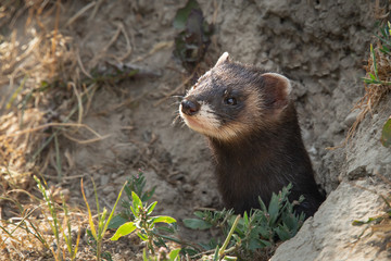 A close up of the head of a polecat as it emerges from it burrow in the bank