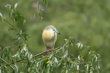 Squacco Heron (Ardeola ralloides) 