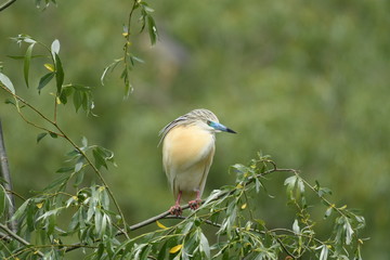 Squacco Heron (Ardeola ralloides) 