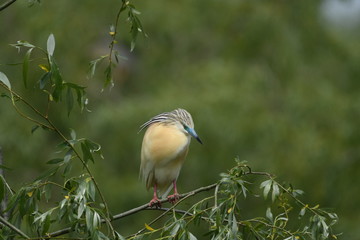 Squacco Heron (Ardeola ralloides) 