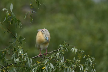 Squacco Heron (Ardeola ralloides) 