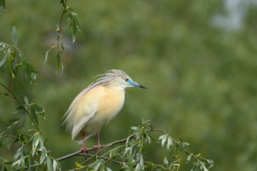 Squacco Heron (Ardeola ralloides) 