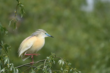 Squacco Heron (Ardeola ralloides) 
