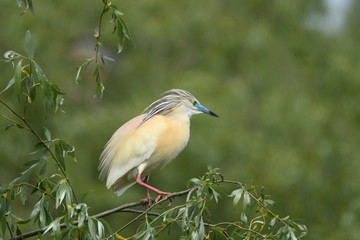 Squacco Heron (Ardeola ralloides) 