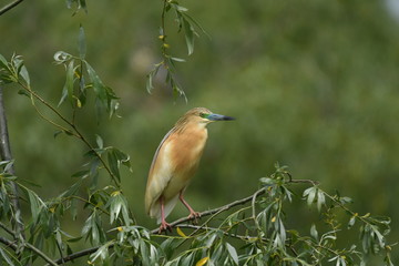 Squacco Heron (Ardeola ralloides) 
