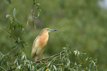 Squacco Heron (Ardeola ralloides) 