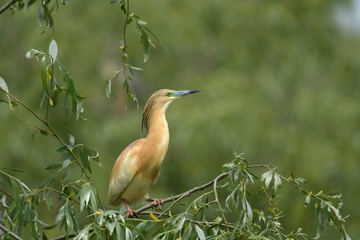 Squacco Heron (Ardeola ralloides) 