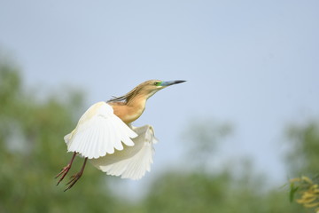 Squacco Heron (Ardeola ralloides) 