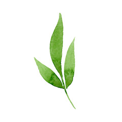 Green leaf floral botanical flower. Watercolor background illustration set. Isolated leaf illustration element.