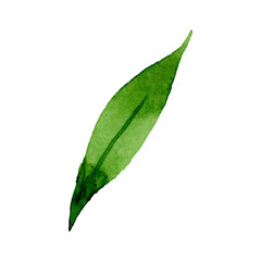 Obraz premium Green leaf floral botanical flower. Watercolor background illustration set. Isolated leaf illustration element.