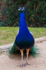 Pavo Real