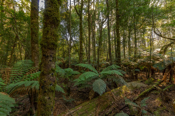 Toolangi Forest 