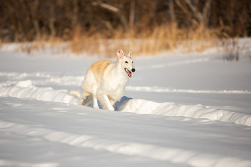 Happy beige Russian borzoi dog running on the snow in the winter field