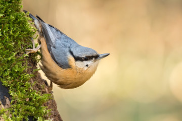 eurasian nuthatch on a tree trunk