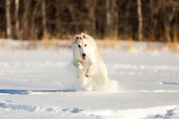 Beautiful beige Russian borzoi dog running on the snow in the winter field