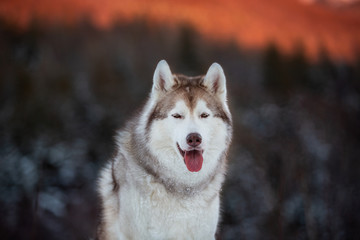 Portrait of beautiful Siberian Husky dog sitting is on the snow in winter forest at sunset on bright mountain background