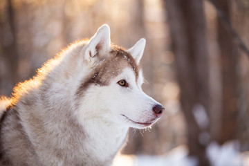 Beautiful, cute and free Siberian Husky dog sitting on the snow path in the winter forest at sunset.