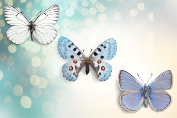 Cute  butterfly animal on background