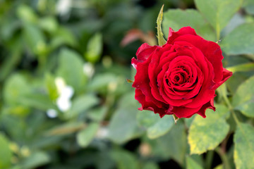 red rose in garden