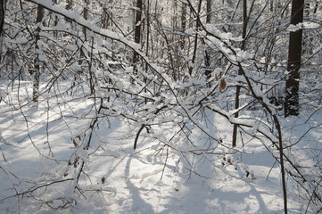 Winter landscape with a park