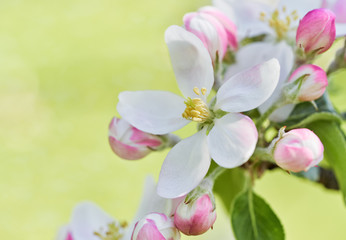 Blooming flowers of apple tree. Close up of apple bud. 