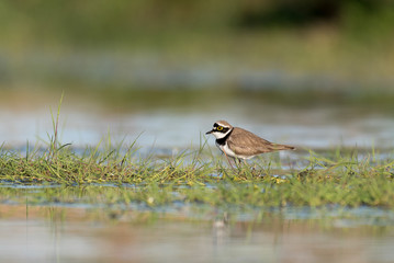 little ringed plover in its habitat