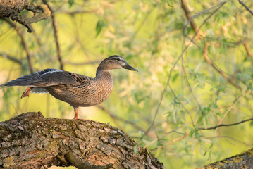 mallard on a tree