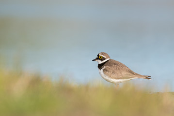 little ring plover at the shore