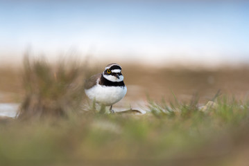 little ring plover at the shore