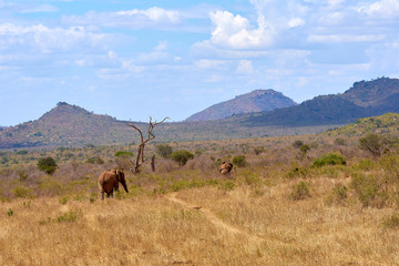 View of two African elephant savanna goes on safari in Kenya, with blurred trees and mountains