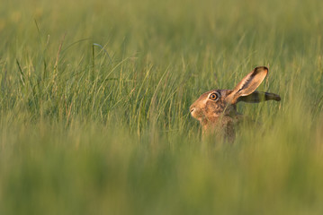 euopean hare on a field
