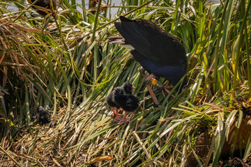 Baby Pukeko cuddling near mother