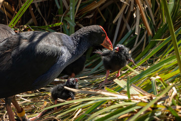 Adorable little Pukeko chick being feed 