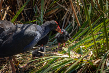 Swamphen family feeding chick