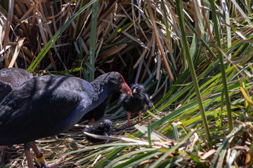 Mother Australasian Swamphen feeding chick
