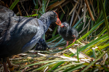 Mother Pukeko Feeding Chick 