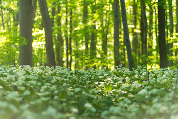 wild garlic growing in a forest