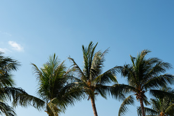 Fototapeta na wymiar coconut palm trees against blue sky
