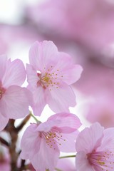 Naklejka na ściany i meble Landscape of Pink Cherry blosoms in sunshine