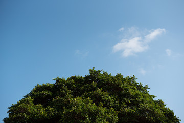 Obraz premium coconut palm trees against blue sky