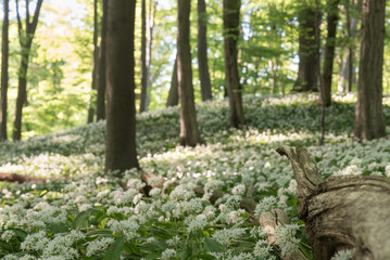 wild garlic growing in a forest