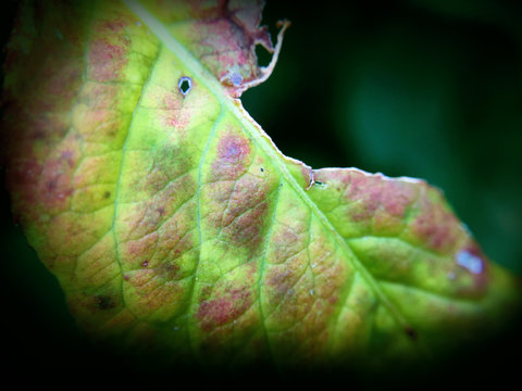 Green Leaf