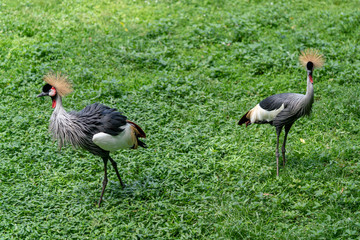Grey Crowned Crane
