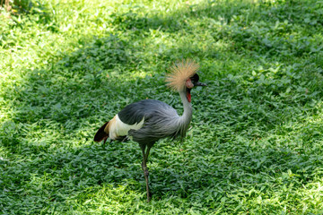 Grey Crowned Crane
