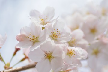 Fototapeta na wymiar Landscape White Cherry Blossoms in Sunshine