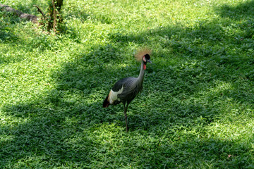 Grey Crowned Crane