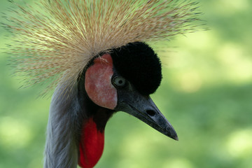 Grey Crowned Crane