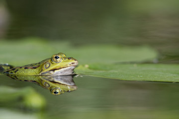 pond frog with nice reflection