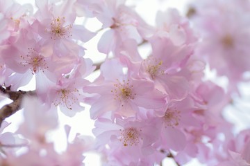Landscape of Pink Cherry blosoms in sunshine